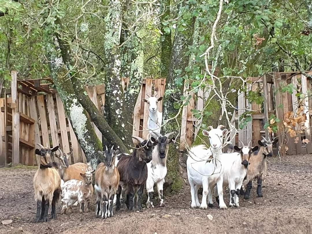 Gites San Austinu Petreto-Bicchisano Exteriér fotografie