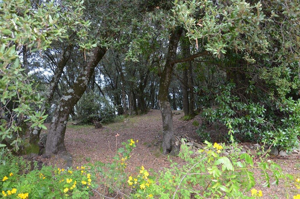 Gites San Austinu Petreto-Bicchisano Exteriér fotografie